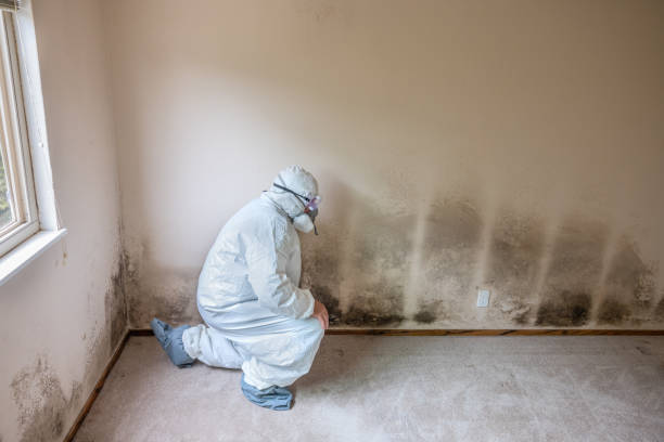 Best Black Mold Removal  in Oakland, SC