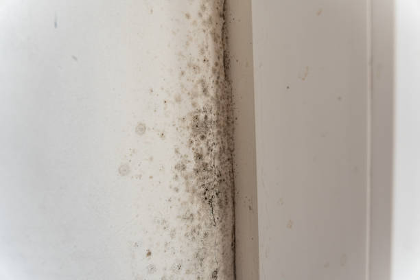 Best Attic Mold Removal  in Oakland, SC